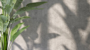 concrete wall image and green plant